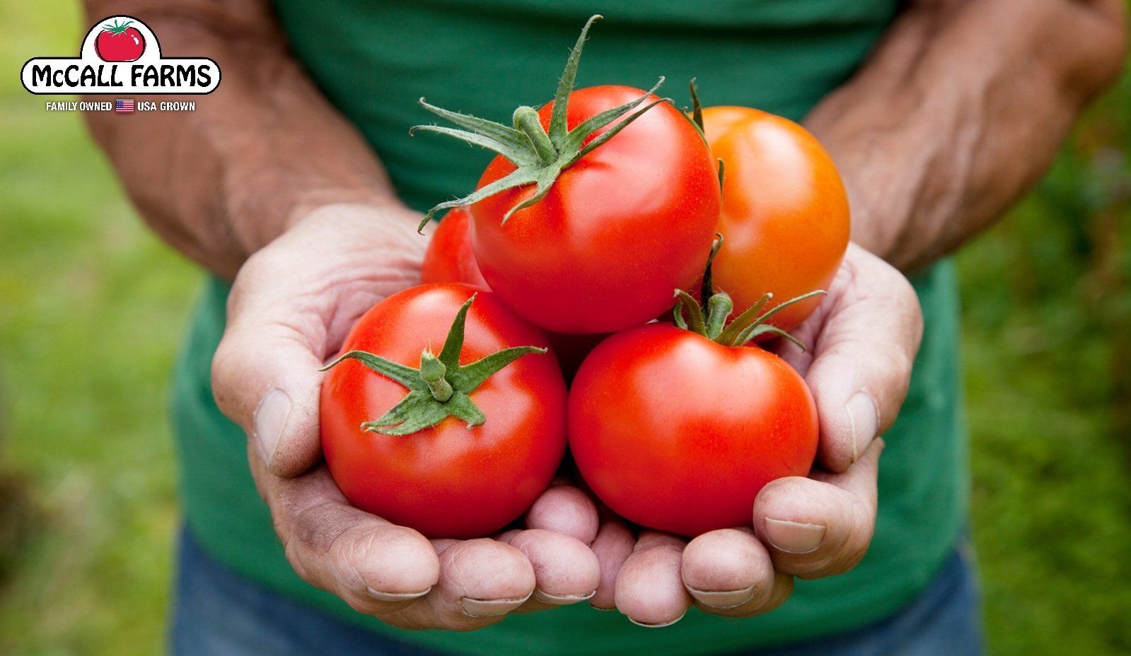 Fresh tomatoes held in two hands, McCall Farms